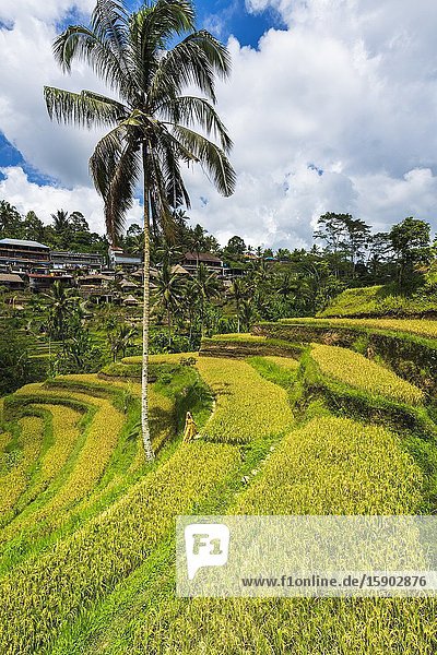 Rice fields at Tegallalang Rice Terrace Bali Indonesia.