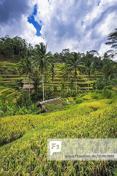 Rice fields at Tegallalang Rice Terrace Bali Indonesia.