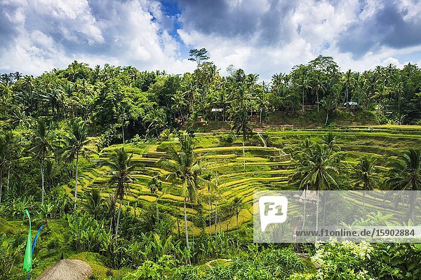 Rice fields at Tegallalang Rice Terrace Bali Indonesia.