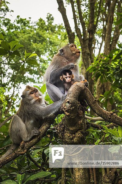 Balinese long-tailed Monkey (Macaca fascicularis) Sacred Monkey Forest Ubud Bali Indonesia.
