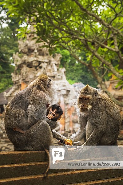 Balinese long-tailed Monkey (Macaca fascicularis) Sacred Monkey Forest Ubud Bali Indonesia.