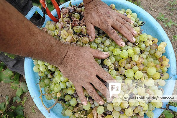 Pantelleria  Trapani province  Sicily  Italy  Europe  grape harvest for the production of passito in the Mueggen district.