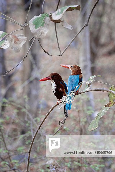 White-Throated Kingfisher (Halcyon smyrnensis smyrnensis), Alcedinidae Family, Coraciiformes Order, Ranthambhore National Park, Rajasthan.