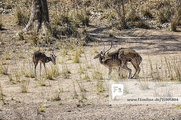 Mating Chital or Spotted deer (Axis axis), Bandhavgarh National Park, Madhya Pradesh, India.