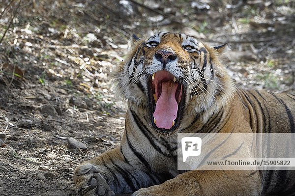 Male Bengal tiger (Panthera tigris tigris) yawning, Portrait, Ranthambhore National Park, Rajasthan, India.