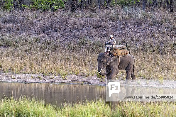 Park ranger conducting an elephant, Bandhavgarh National Park, Madhya Pradesh, India.