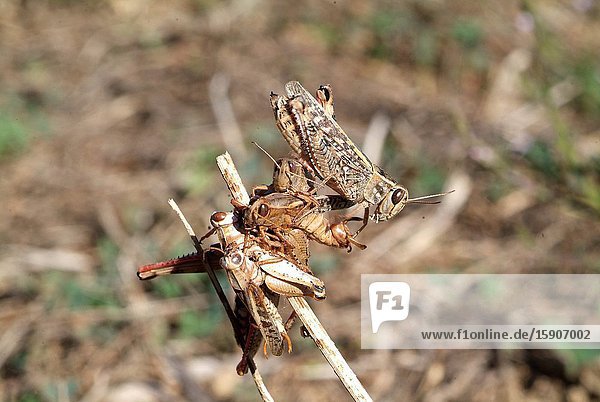 Short-horned grasshopper (Calliptamus barbarus) adult (right) and moultings or moltings. This photo was taken near Albi  France.