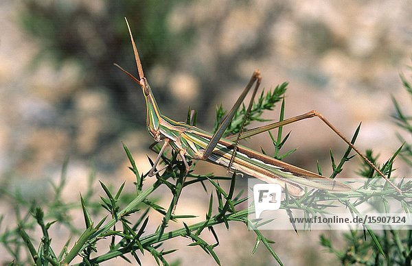 Saltamontes narigudo (Truxalis nasuta) is an insect native to Crete  Iberian Peninsula  northern Africa and southern Asia. This photo was taken near Begur  Girona province  Catalonia  Spain.