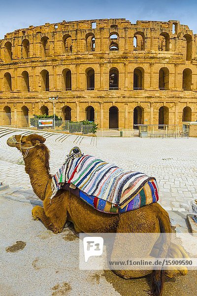 Camel and amphitheatre of El Jem. El Jem. Tunisia Africa.