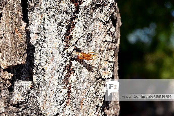 Hornet moth (Sesia apiformis) is a mimic moth native to Europe and Middle East. Chrysalis emerging on a poplar tree trunk.