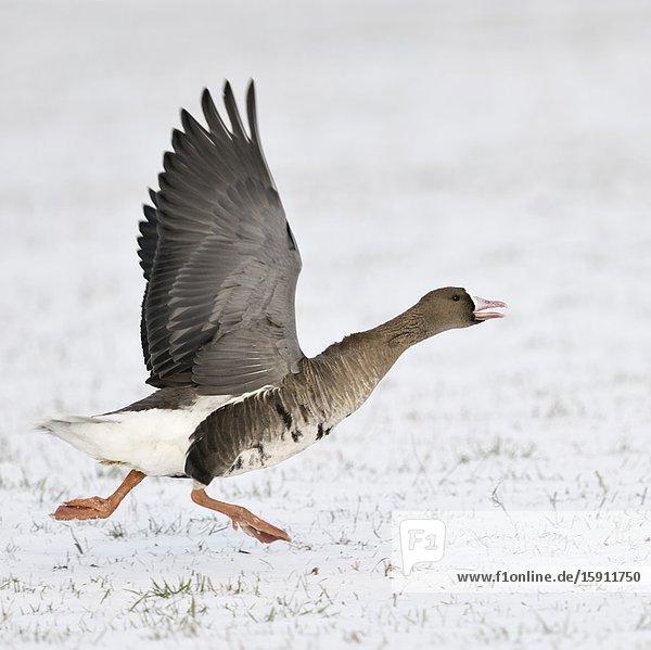 White-fronted Goose ( Anser albifrons )  arctic winter guest  taking off  running for take off from snow covered farmland  wildlife  Europe.