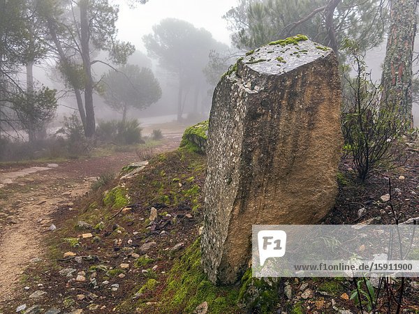 Granite rock  pathway  moss  cistus and fog at Concejo pinewood in Cadalso de los Vidrios. Madrid. Spain. Europe.