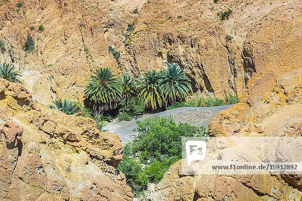 Mountain oasis. Chebika. Tunisia Africa.