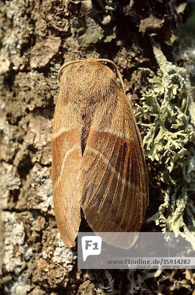 Fox moth (Macrothylacia rubi) is a moth native to Europe and central Asia.
