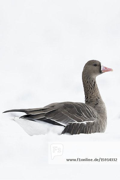 Greater White-fronted Goose / Blaessgans ( Anser albifrons )  nordic winter guest  on snow covered farmland  lying  resting in snow  wildlife  Europe.