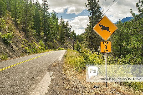 Big horn sheep on road warning Highway 12 south of Lillooet British Columbia Canada.