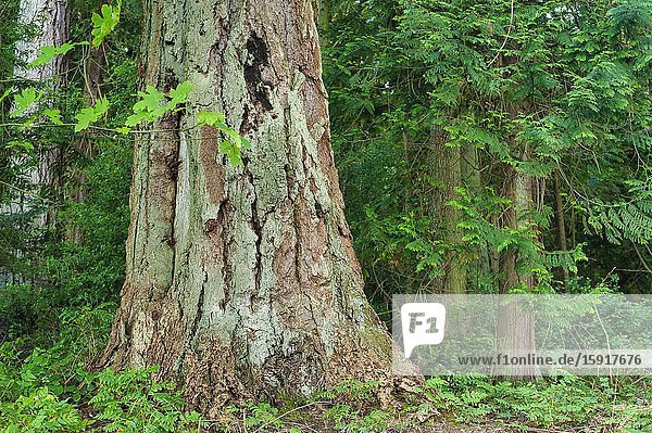 Douglas firs Pseudotsuga menziesii Newcastle Island Nanaimo British Columbia Canada.