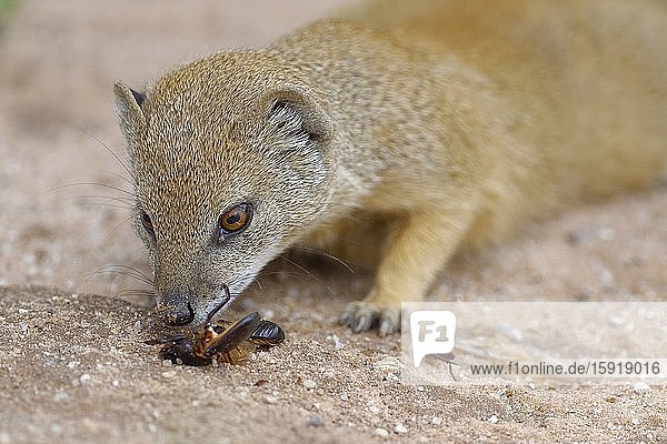 Yellow mongoose (Cynictis penicillata)  adult  feeding on an insect  Mata-Mata rest camp  Kgalagadi Transfrontier Park  Northern Cape  South Africa  Africa.