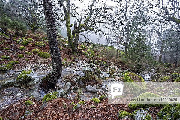 Stream  moss  conifers  oaks and fog at Graja gorge in Sierra de Gredos. Avila. Spain. Europe.