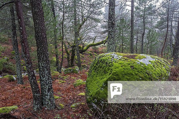 Rocks with moss,  pines and oaks at Graja gorge in Sierra de Gredos. Avila. Spain. Europe.