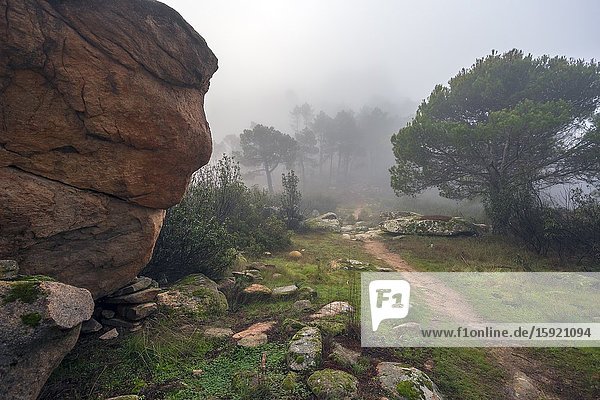 Path to the pines in the fog at Muniana Cliff. Madrid. Spain. Europe.