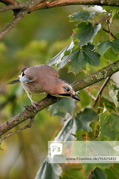 Eurasian Jay ( Garrulus glandarius )  perched in a tree  watching down to the ground  curious  looks funny  wildlife  Europe..