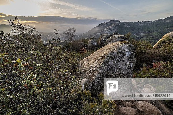 Fog rising  cistus and granite rocks  early in a winter morning in The Pedriza Regional Park. Madrid. Spain. Europe.