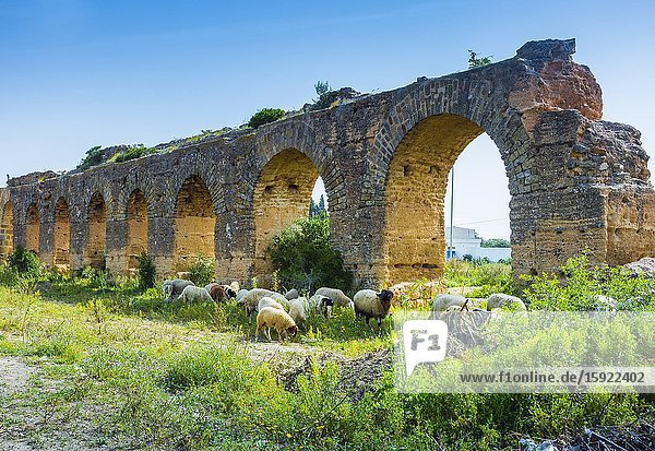 Zaghouan Aqueduct and flock of sheep. Tunisia Africa.