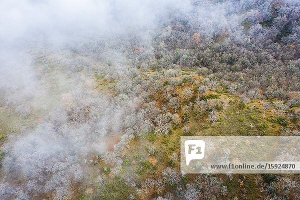 Deciduous forest and fog. Aerial view. Aranarache area. Navarre Spain Europe.