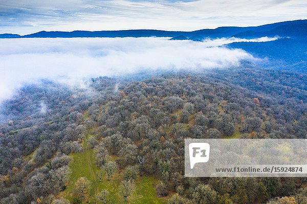 Deciduous forest and fog. Aerial view. Aranarache area. Navarre Spain Europe.
