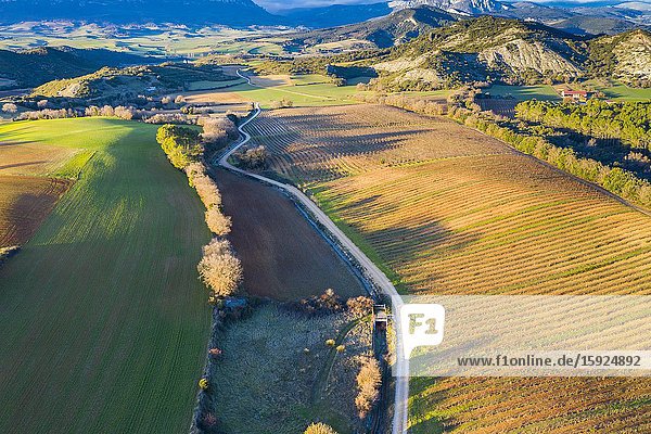 Vineyard. Aerial view. Ayegui. Navarre Spain Europe.