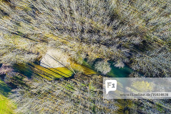 Ega river and poplar grove. Aerial view. Ancin area. Navarre Spain Europe.