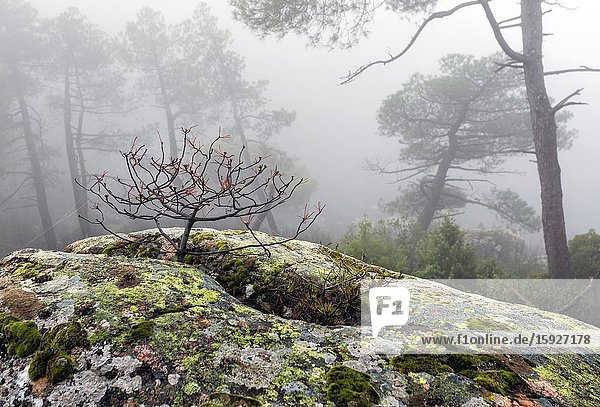 Little pine in a granite rock with moss and fog. Madrid. Spain. Europe.