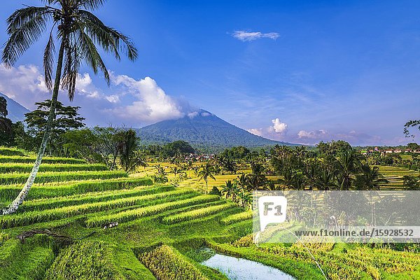 Jatiluwih Rice Terrace (UNESCO World Heritage Site) Bali Indonesia.