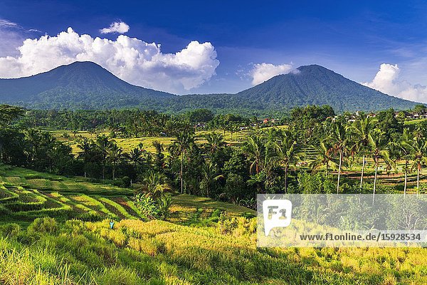 Jatiluwih Rice Terrace (UNESCO World Heritage Site) Bali Indonesia.