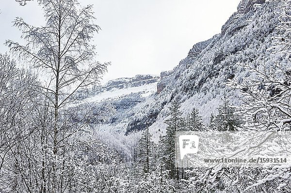 Pyrenees: Snowy alpine forest in the National park of Ordesa and Monte Perdido (Huesca province Aragon region Spain)