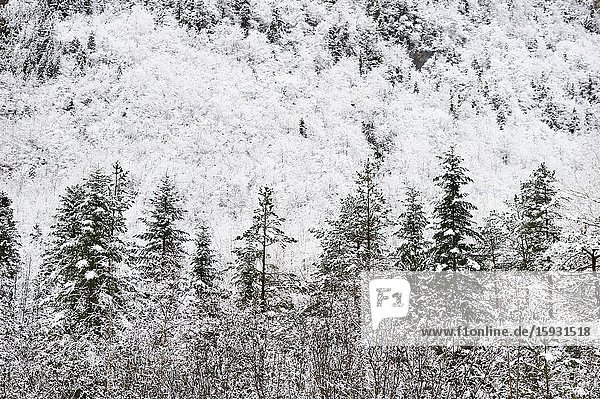 Pyrenees: Snowy alpine forest in the National park of Ordesa and Monte Perdido (Huesca province Aragon region Spain)
