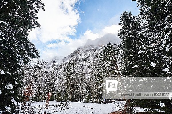 Pyrenees: Snowy alpine forest in the National park of Ordesa and Monte Perdido (Huesca province  Aragon region  Spain)