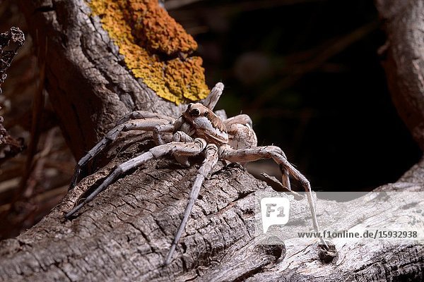 Wolf Spider Lycosidae adult at night. Sardinia.