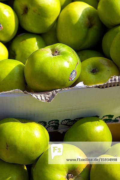 British Bramley apples for sale. Street trader Salisbury.