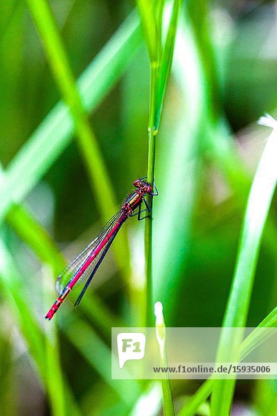 Large red damselfly.
