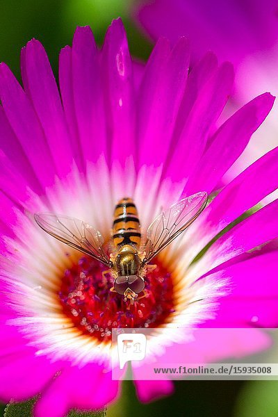 Livingstone daisy with hoverfly looking for nectar.