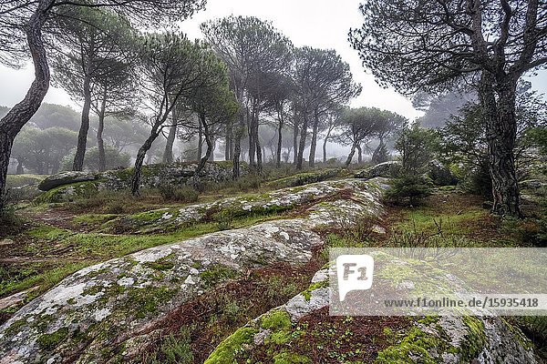 Granite rocks with moss and fog at The Concejo pinewood in Cadalso de los Vidrios. Madrid. Spain. Europe.