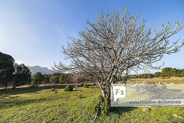 Fig tree on the green grass  pines and Muniana Cliff on the background. Madrid. Spain. Europe.