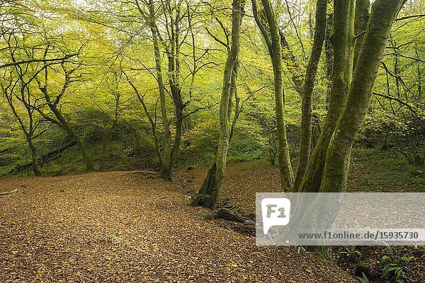 Beech trees along the stream in Hope Wood in the Ebbor Gorge National Nature Reserve in the Mendip Hills  Somerset  England.