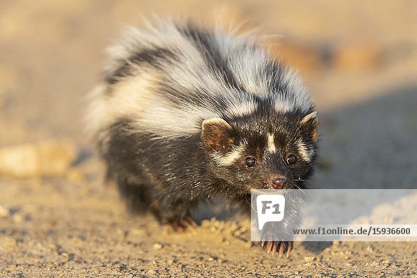 Africa  Namibia  Private reserve  Striped polecat or African Polecat (Ictonyx striatus)  captive.