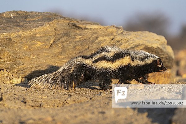 Africa  Namibia  Private reserve  Striped polecat or African Polecat (Ictonyx striatus)  captive.