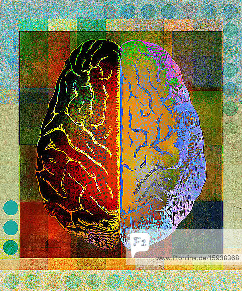 Draufsicht auf die rechte und linke Seite des Gehirns in leuchtenden Farben