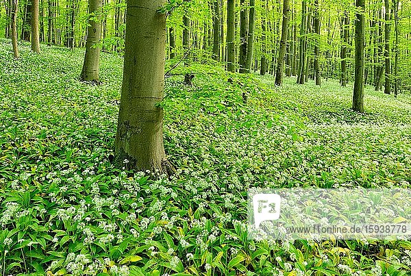 Naturnaher Buchenwald  blühender Bärlauch  UNESCO-Weltnaturerbe Buchenurwälder in den Karpaten und alte Buchenwälder in Deutschland  Nationalpark Hainich  Thüringen  Deutschland  Europa