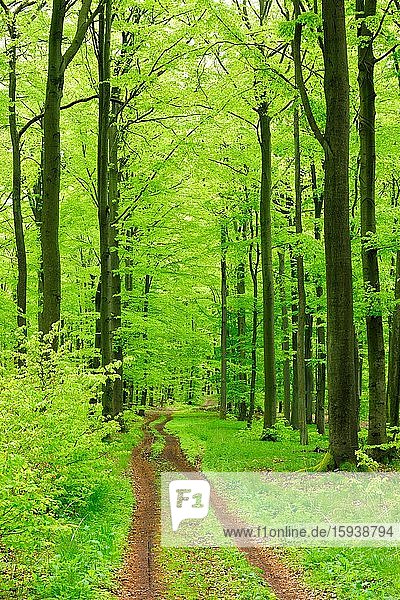 Wanderweg durch naturnahen Buchenwald im Frühling,  frisches Grün,  große alte Buchen,  Steigerwald,  Unterfranken,  Bayern,  Deutschland,  Europa